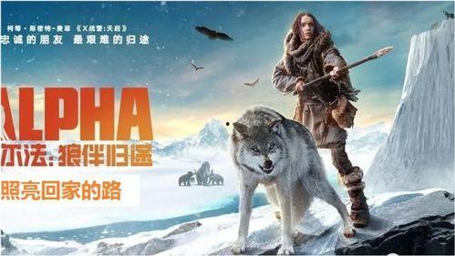 阿尔法：狼伴归途(普通话版),狼伴归途——穿越荒野的生死相依之旅  第2张