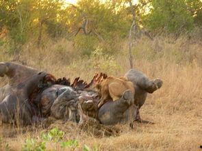 血腥杀戮3,狂潮再起,生死边缘的残酷对决 第2张 血腥杀戮3,狂潮再起,生死边缘的残酷对决 第2张