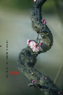 她在寒风中绽放 第3张 她在寒风中绽放 第3张