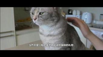 猫的报恩,一段跨越生死的猫狗情缘 第3张 猫的报恩,一段跨越生死的猫狗情缘 第3张