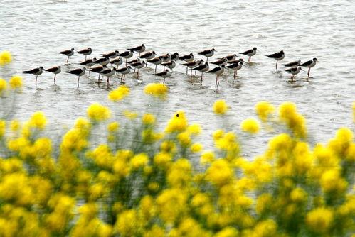 垛上花,探寻民间艺术瑰宝的传承与创新 第3张 垛上花,探寻民间艺术瑰宝的传承与创新 第3张